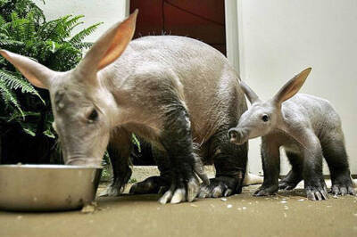 Theory shows aardvarks better leaders