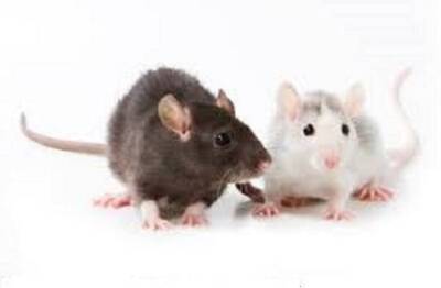 Cheesy Lab Mice
