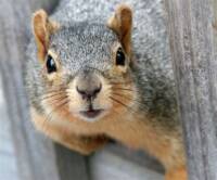 Man Who Cut Down Tree to Avoid Raking Leaves Eaten Alive by Disgruntled Squirrels