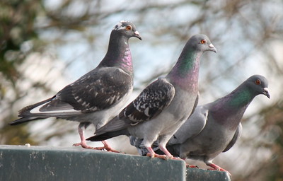 pigeons