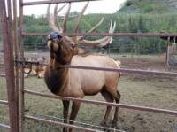 The Jerry Duncan Show Interviews Reindeer Farmer Arvin Erickson