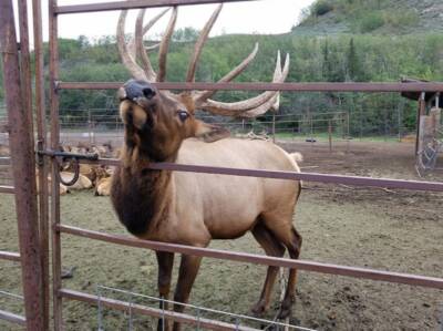 reindeer farmer