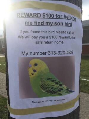 missing parakeet
