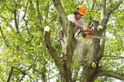 tree trimmer