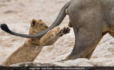 lion playing with ball