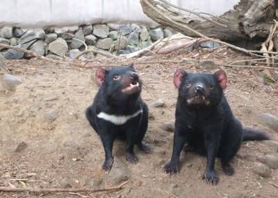 subpoenas for Tasmanian Devil