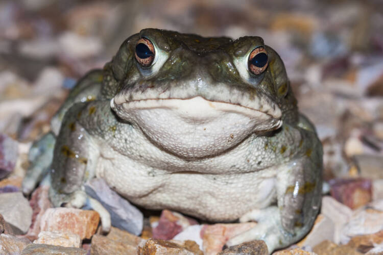 psychedelic toads