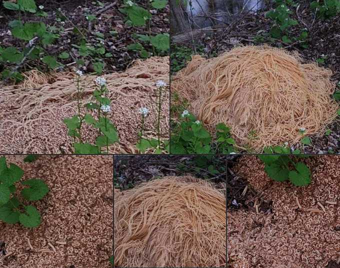 piles of pasta