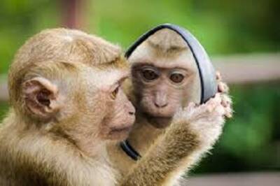 monkeys with mirrors