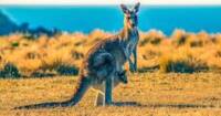 My Conundrum: A New Job or a Trip to Australia?