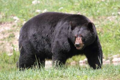 Mock draft black bear
