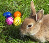 Easter Bunny Explains Why There Were ‘No Damn Free Eggs This Easter’
