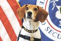 Sit. Stay. Revolt. A Service Dog Uprising!