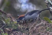 Minnesota Nice Interviews The Bird Watcher