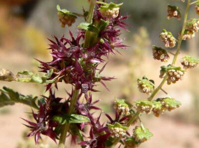 ragweed
