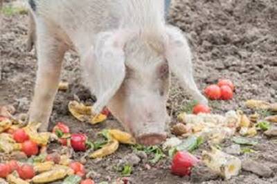 pig