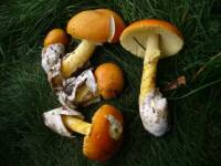Musk Issues Warning: Don’t Eat the Orange Mushrooms, Man!