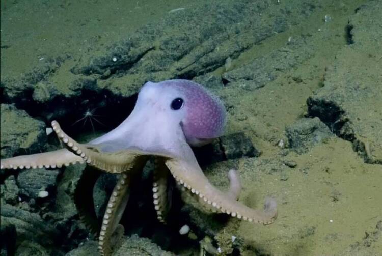 octopuses