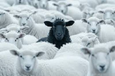 Brokeback Mountain sheep